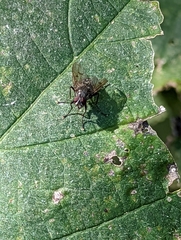 Muscina stabulans