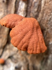 Anthracophyllum archeri
