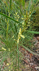 Acacia mucronata