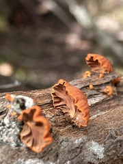 Anthracophyllum archeri