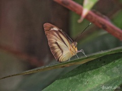 Papilionoidea