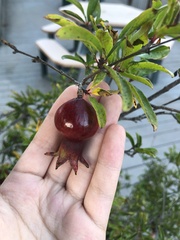 Punica