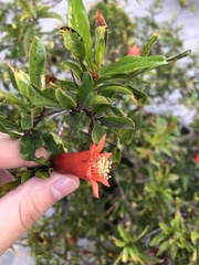Punica