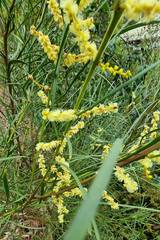 Acacia mucronata