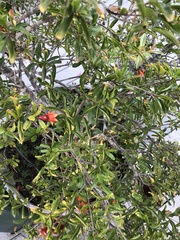 Punica