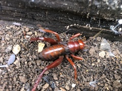 Cratomelus