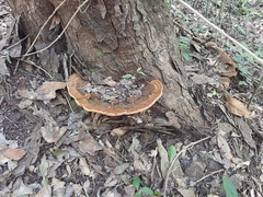 Fuscoporia