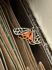 Apantesis parthenice