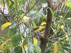 Sphecotheres vieilloti