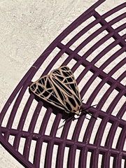 Apantesis parthenice