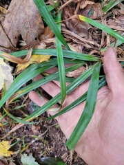 Carex folliculata