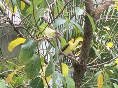 Sphecotheres vieilloti