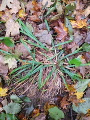Carex folliculata