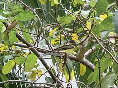 Sphecotheres vieilloti