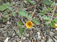 Kallstroemia parviflora