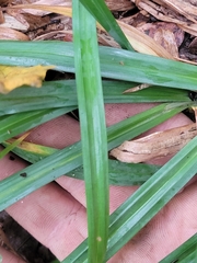 Carex folliculata