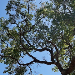 Angophora floribunda