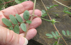 Kallstroemia parviflora