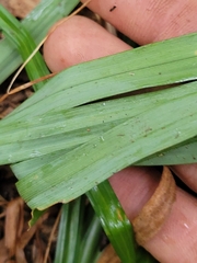 Carex folliculata