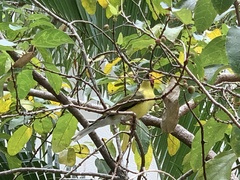 Sphecotheres vieilloti