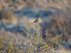 Geospizopsis unicolor