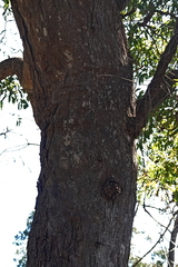 Angophora floribunda