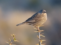 Geospizopsis unicolor