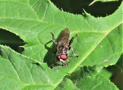 Chalcosyrphus nemorum