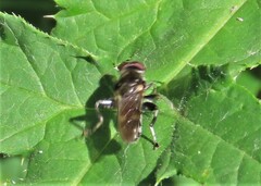 Chalcosyrphus nemorum