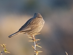 Geospizopsis unicolor