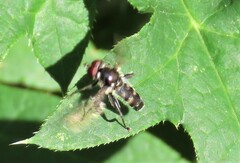 Chalcosyrphus nemorum