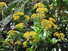 Dendrophorbium
