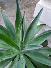 Agave attenuata