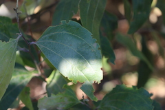 Acacia humifusa