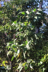 Acacia humifusa