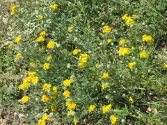 Psilostrophe tagetina