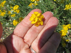 Psilostrophe tagetina