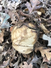 Andricus quercuscalifornicus