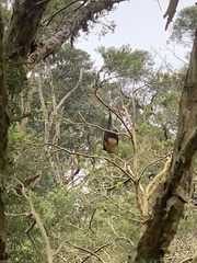 Pteropus poliocephalus