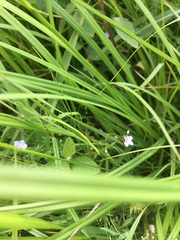 Myosotis laxa