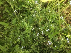 Myosotis laxa