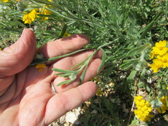 Psilostrophe tagetina