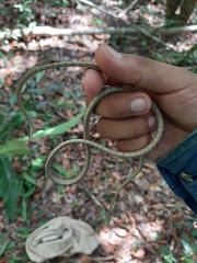 Oxybelis potosiensis