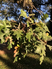 Andricus quercuscalifornicus