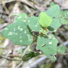Dampiera hederacea