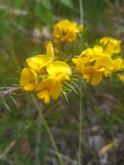Pultenaea mollis