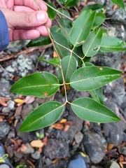Myrtaceae