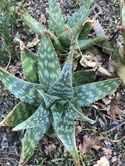 Aloe
