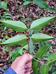 Myrtaceae