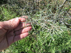 Ephedra aspera